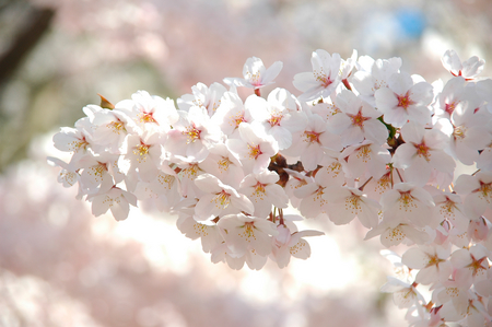 桜と花びら